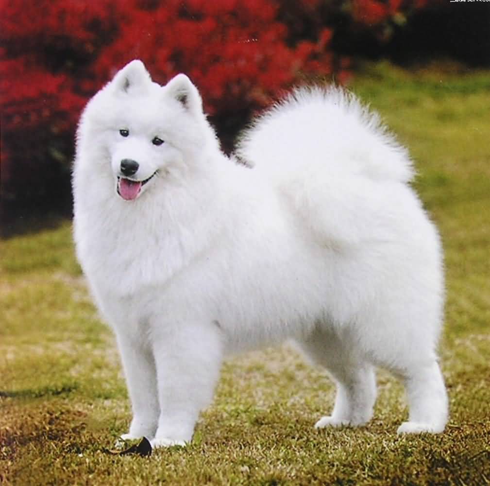Cute Samoyed Discount Get Off Dh O