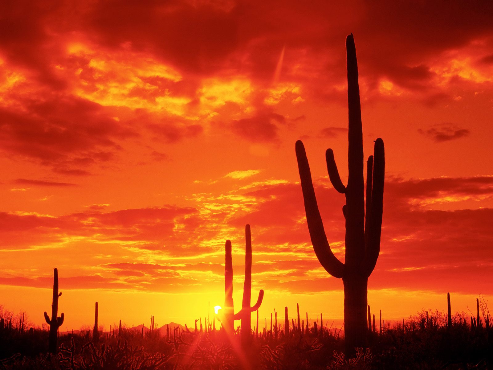 Hq Burning Sunset Saguaro National Park Arizona Wallpaper