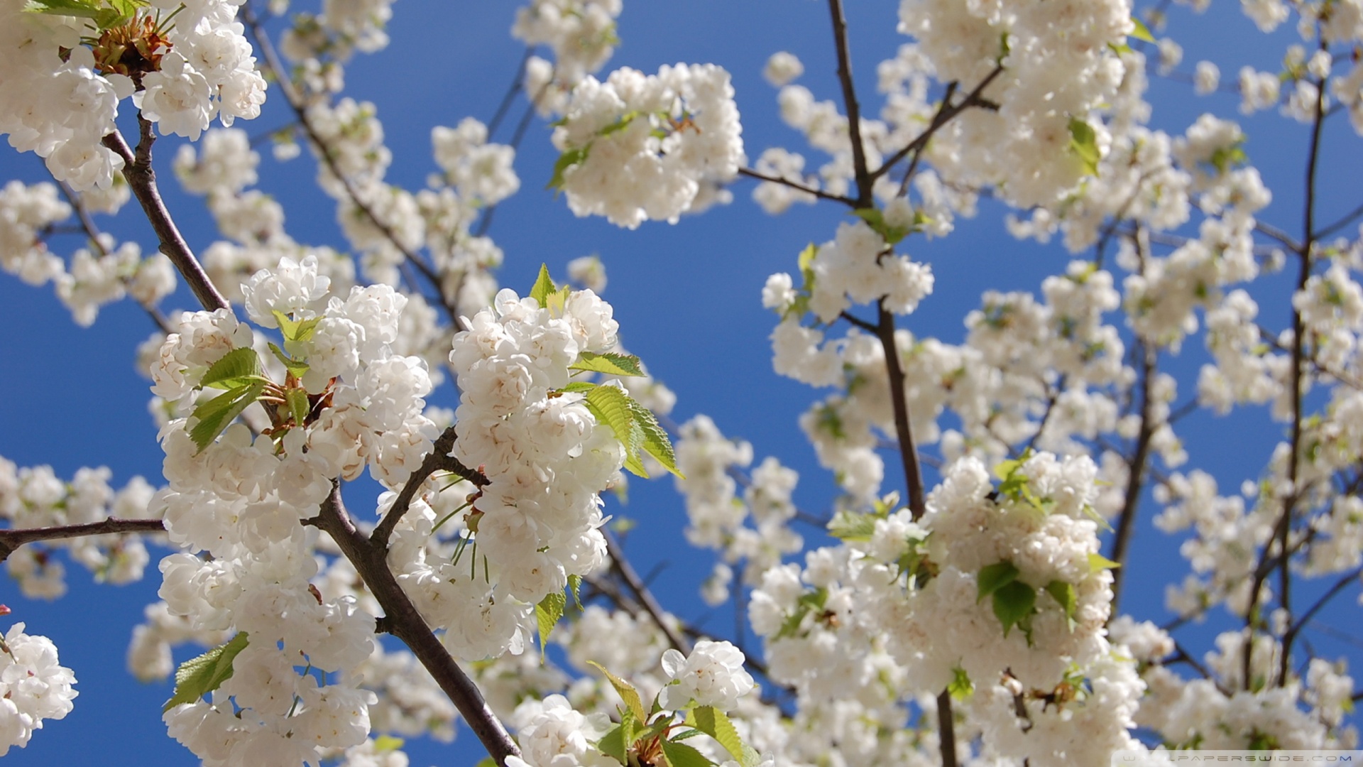 Japanese Cherry Blossom Wallpaper White