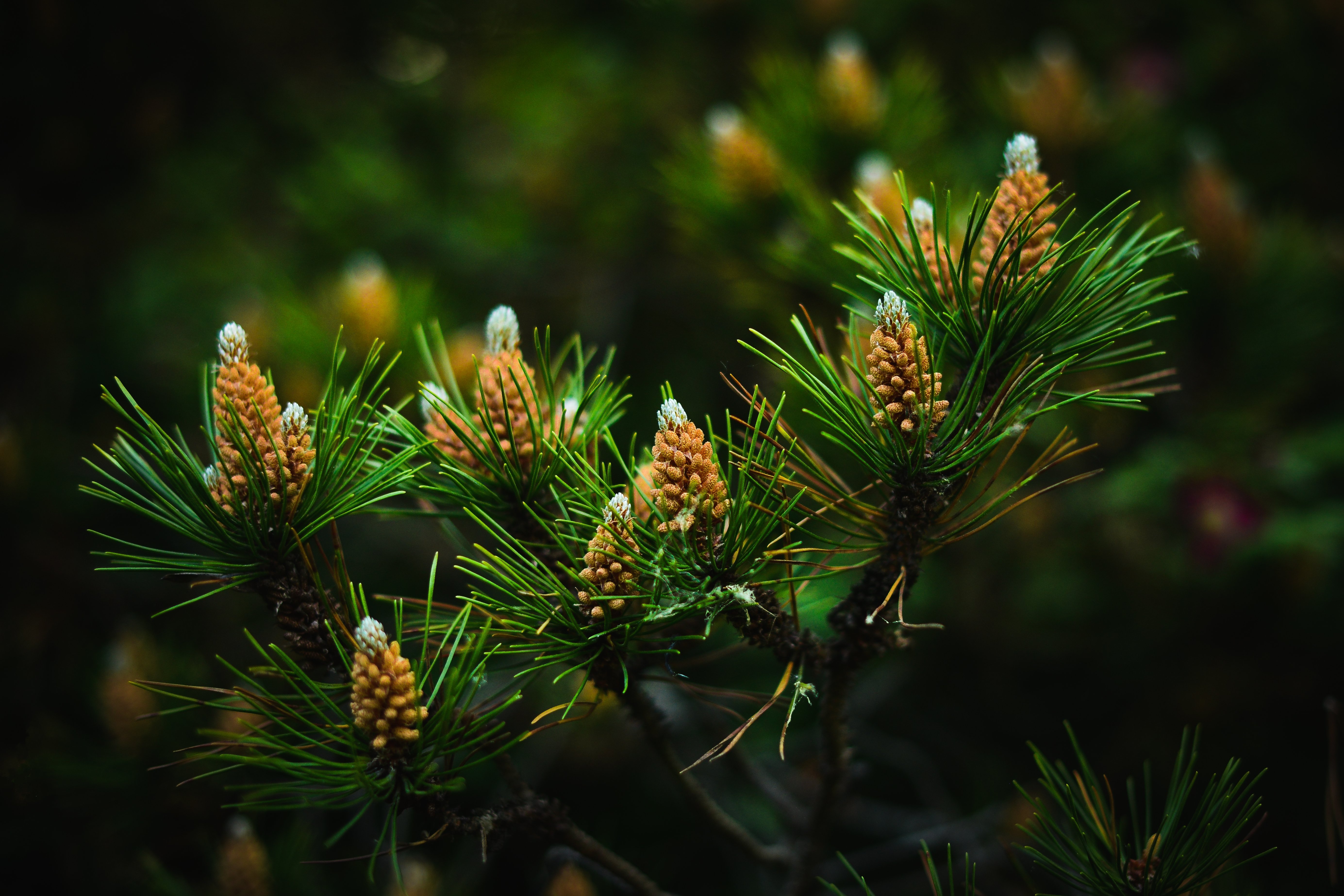 Closeup Pine Cone Branches Needles Nature Wallpaper