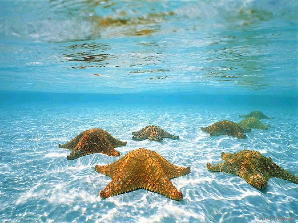 Deep Sea And Underwater Wallpaper