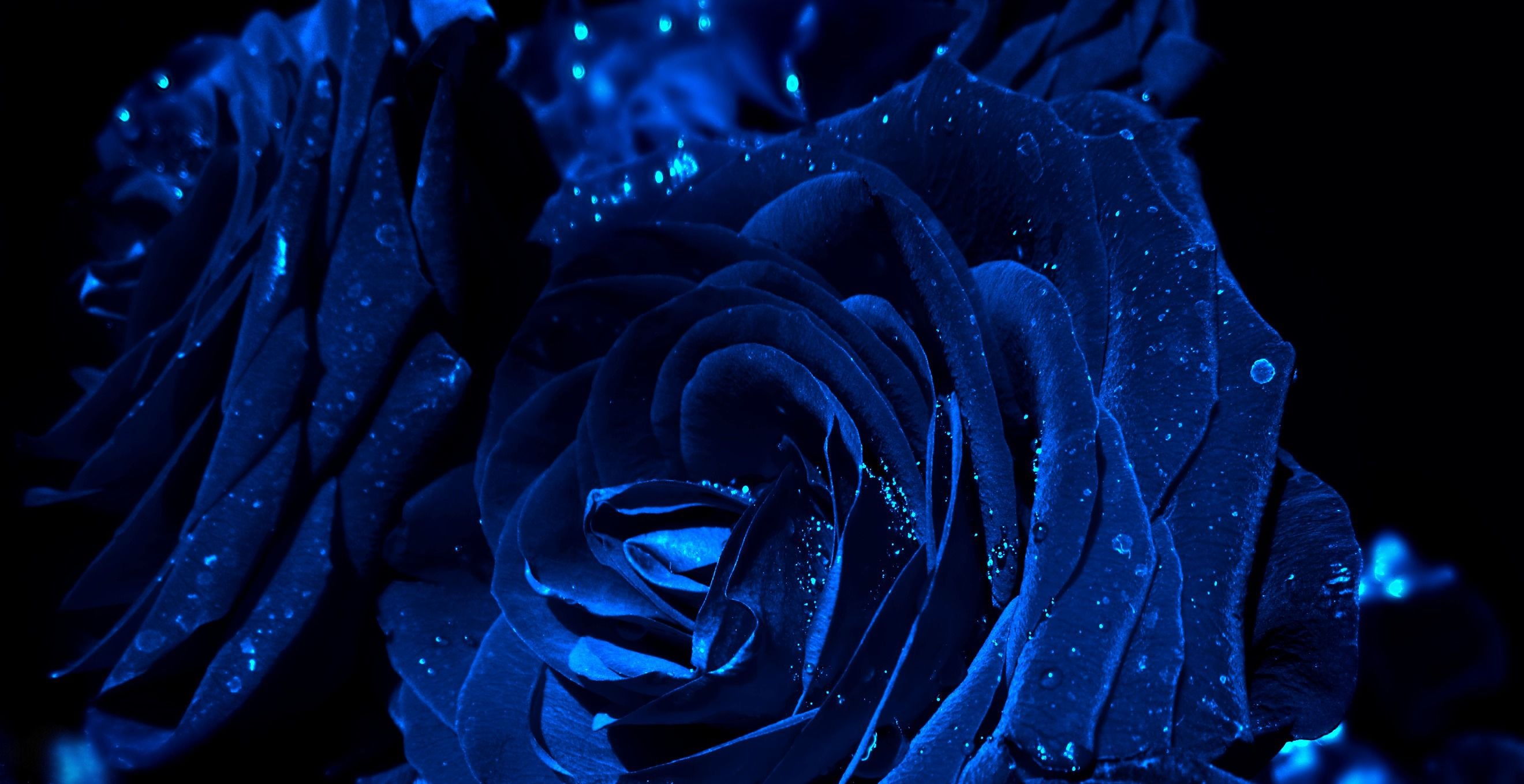 Free download Blue Rose wallpapers HD free Download [2640x1359] for your  Desktop, Mobile & Tablet | Explore 76+ Blue Roses Wallpaper | Roses  Wallpapers, Blue Roses Background, Yellow Roses Wallpapers