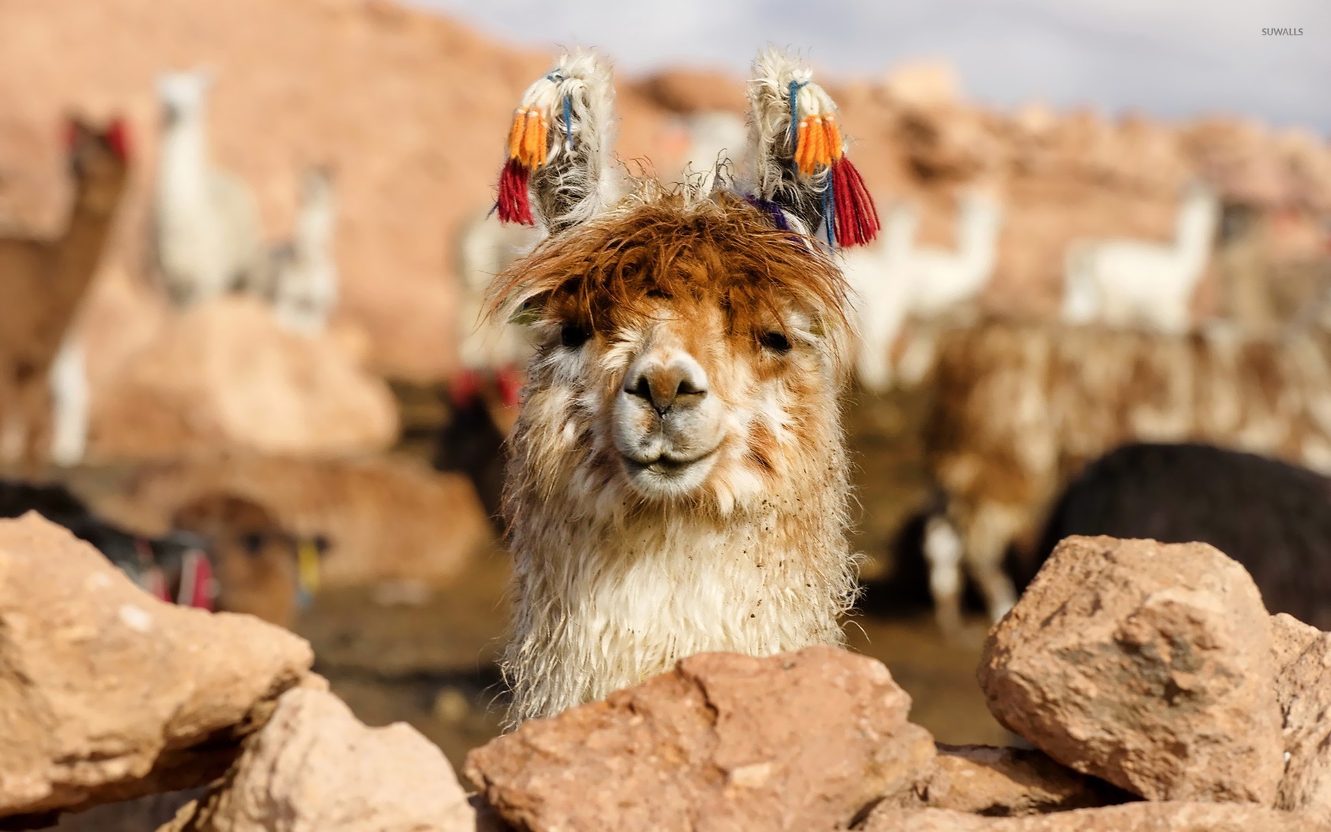 Happy Lama Wallpaper