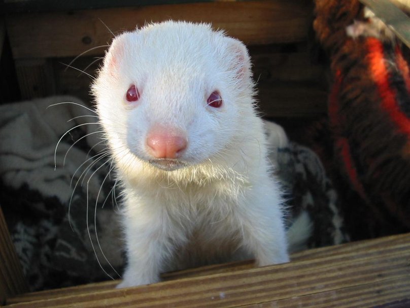 cute albino ferret