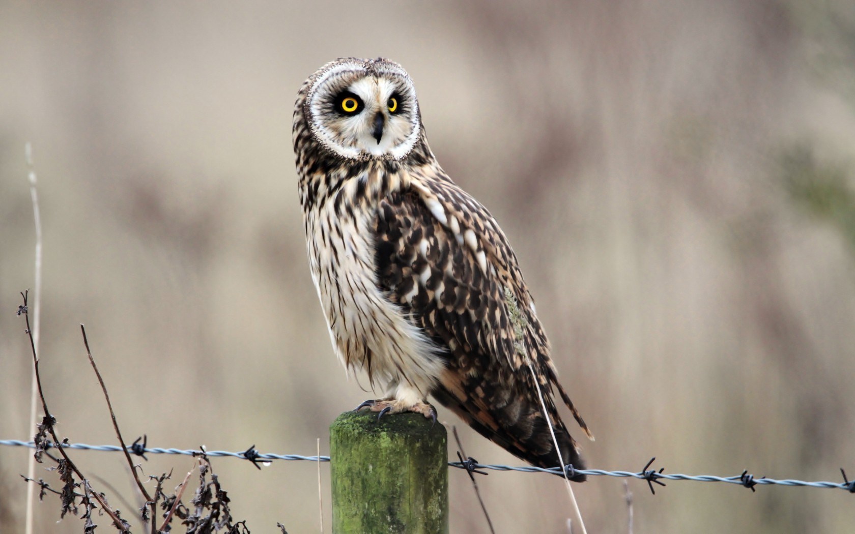 Owl Wild HD Desktop Wallpaper 4k