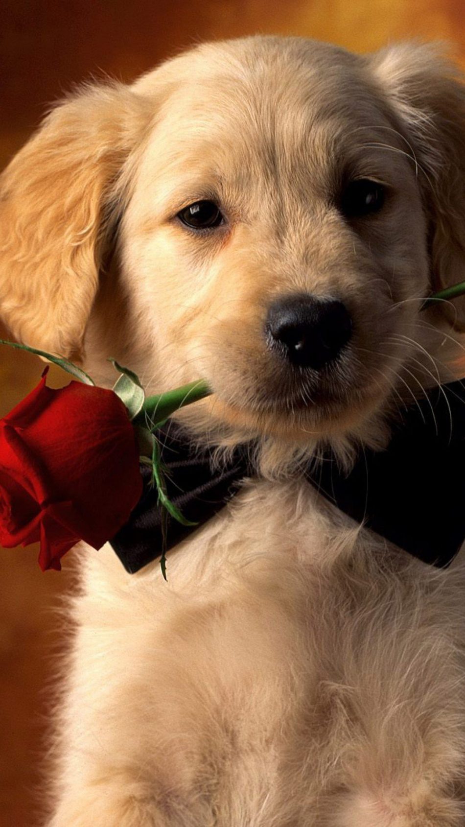 Valentine Dog With Red Rose Pure 4k Ultra HD Mobile