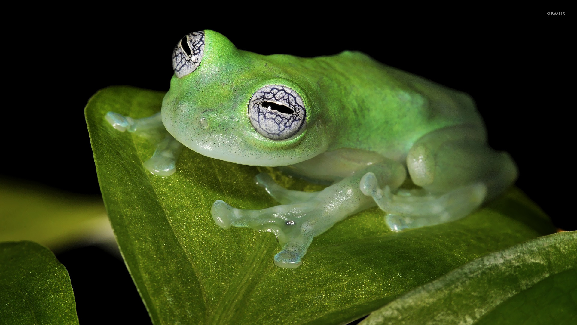Glass Frog Wallpaper Animal