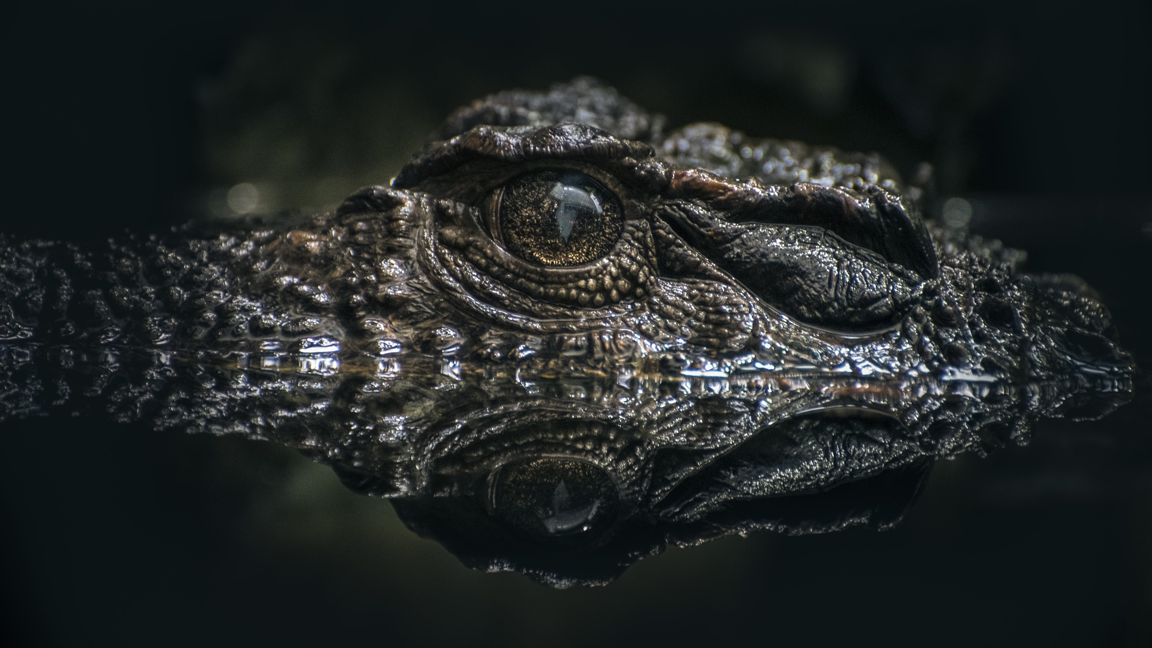 Alligator Wallpaper Desktop Image