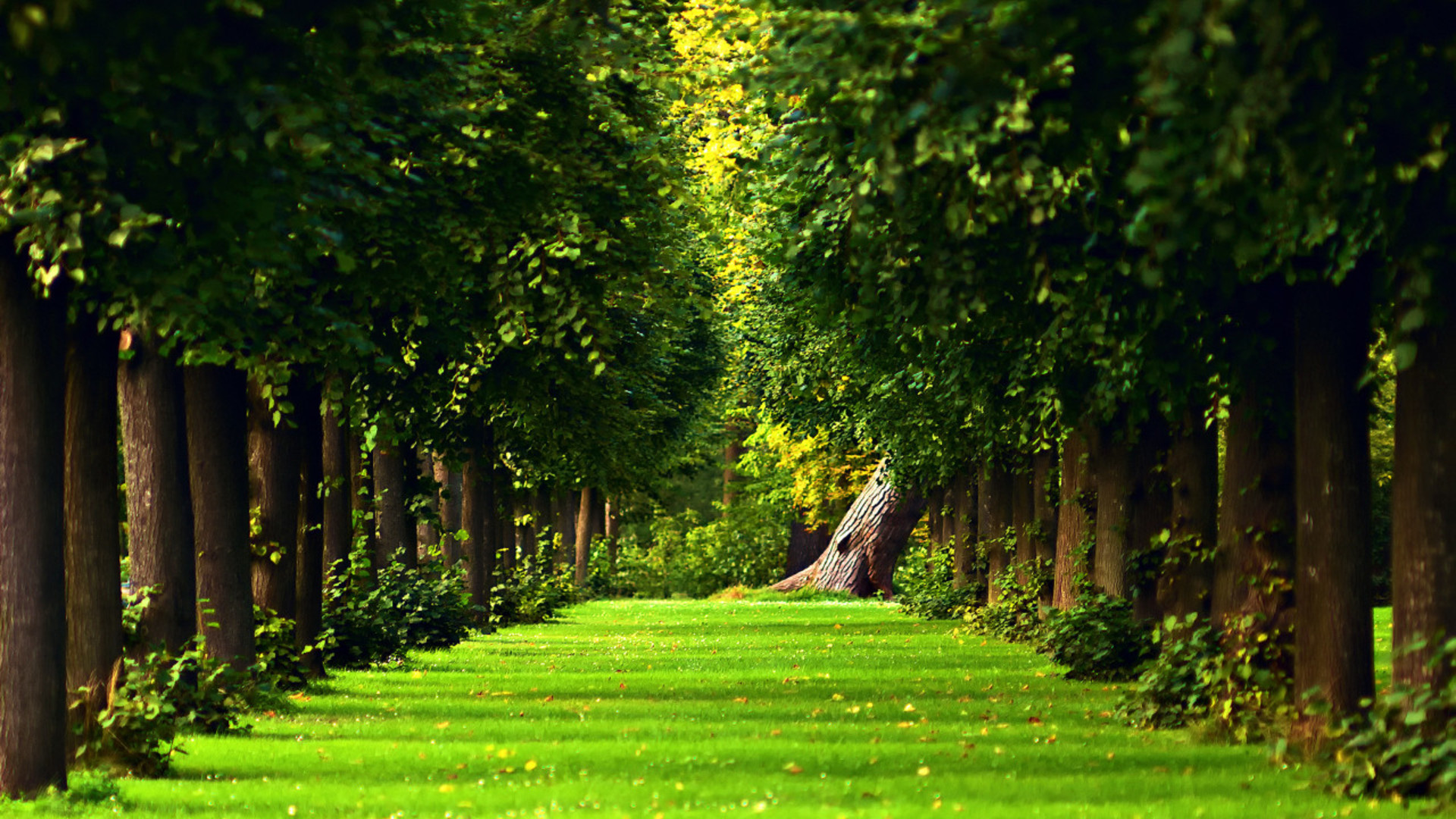 Beautiful Green Path In The Forest HD Nature Wallpaper