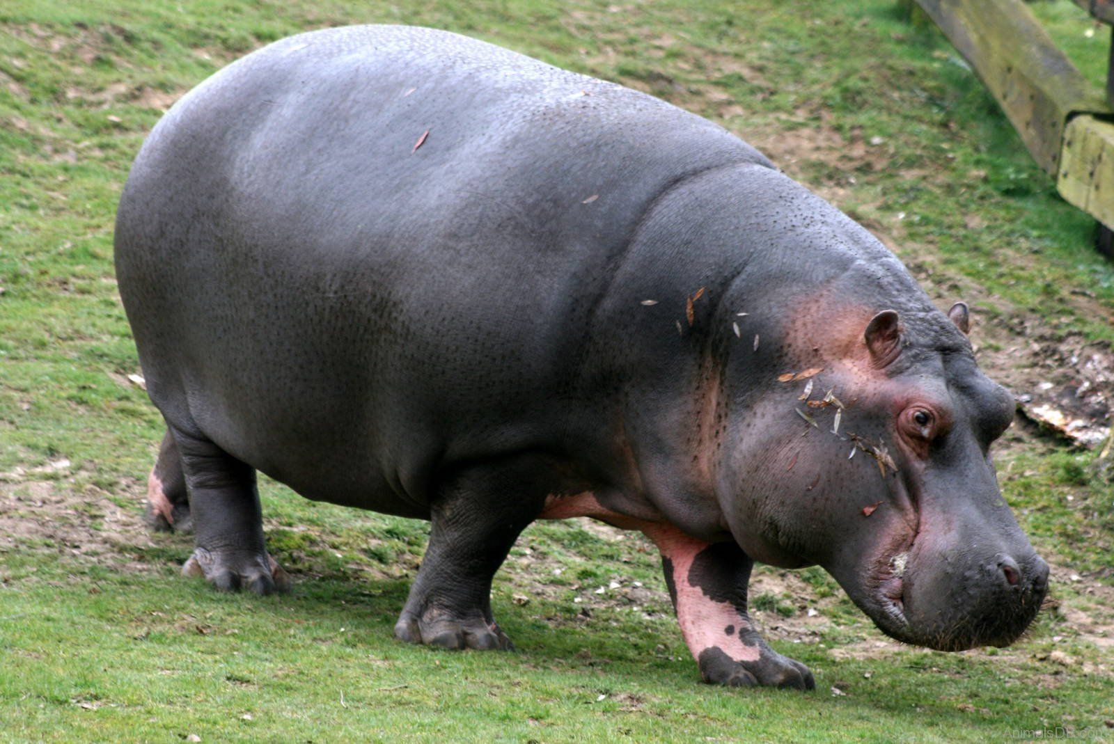 Hippopotamus HD Desktop Wallpaper