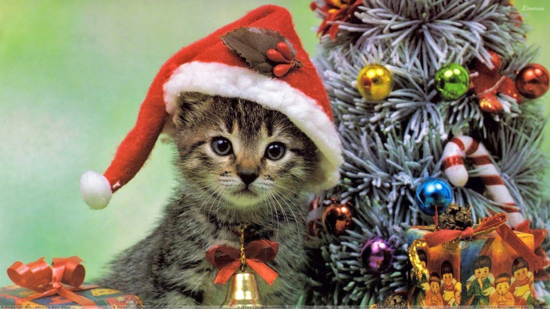 Little Cat On Christmas Eve Wallpaper