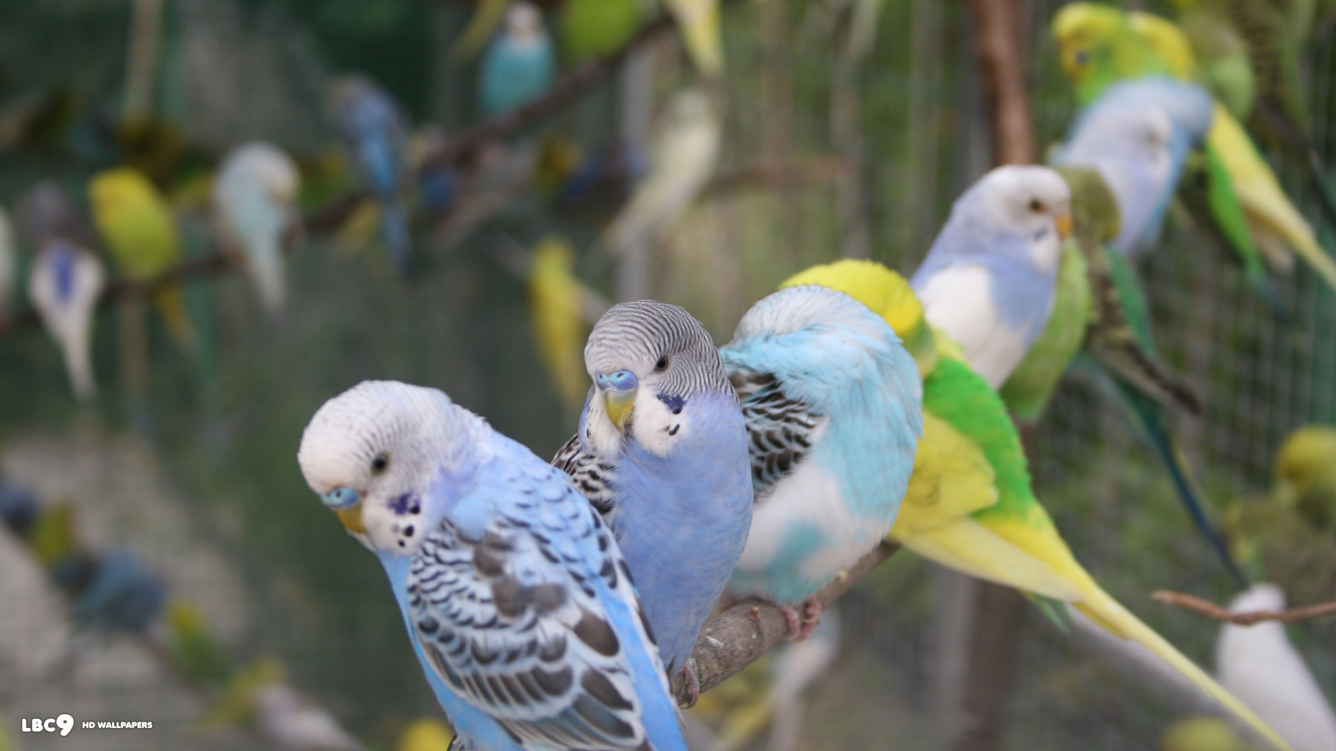 Budgie Wallpaper Birds HD Background