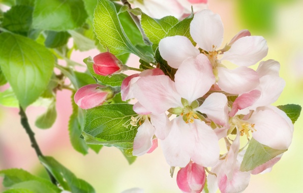 Wallpaper Spring Flowers Apple Tree Blossoms Tender White Pink