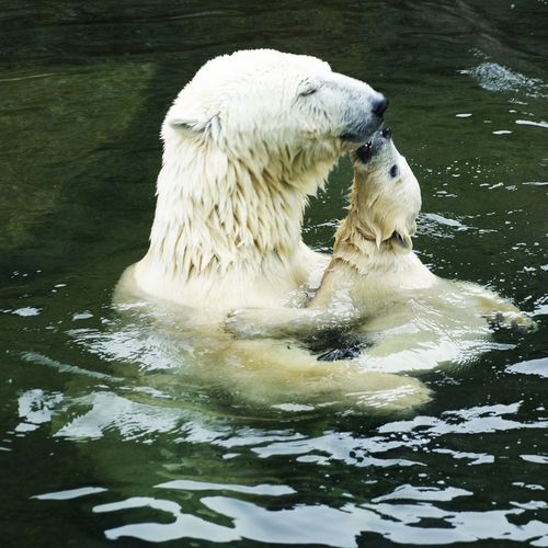 iPad Polar Bear Family Swimming Screensaver For Kindle3 And Dx
