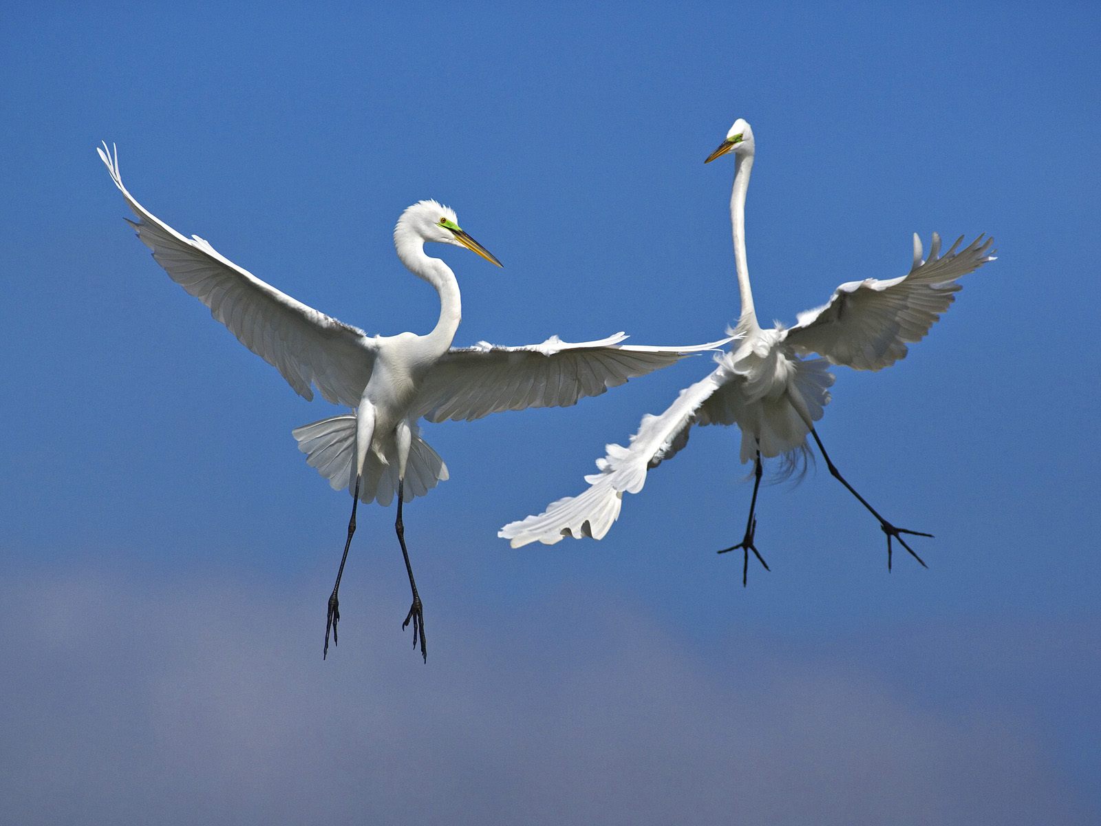 Male Great Egrets Fighting In Flight Venice Florida