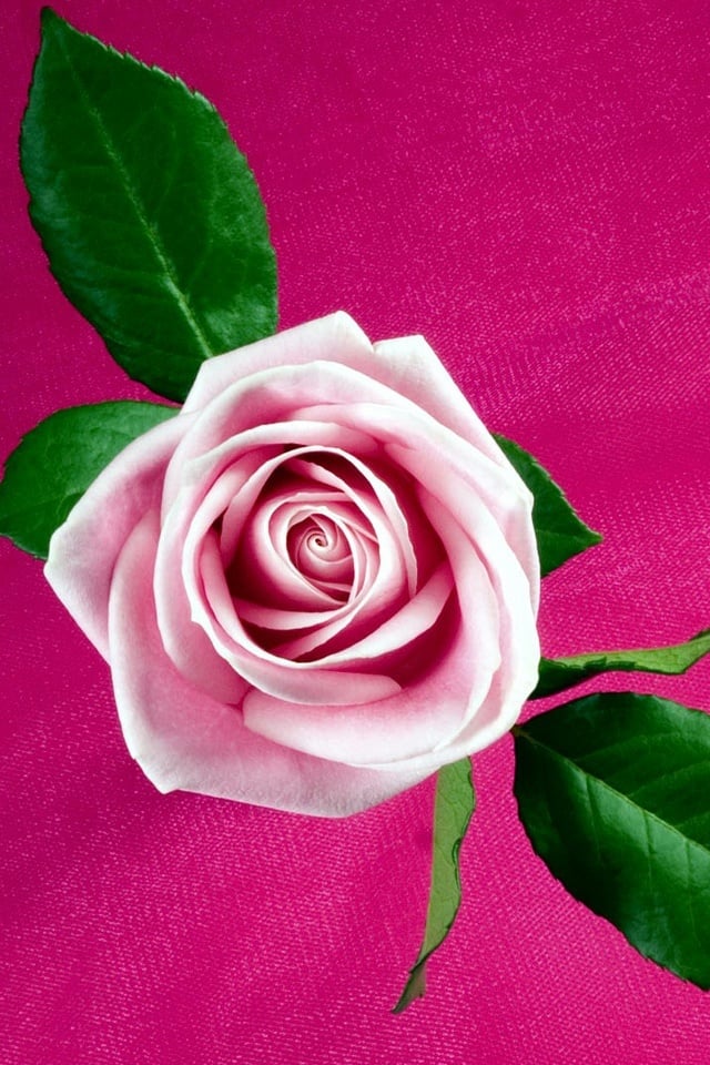 Pink Rose iPhone 4 Wallpaper and iPhone 4S Wallpaper 640x960