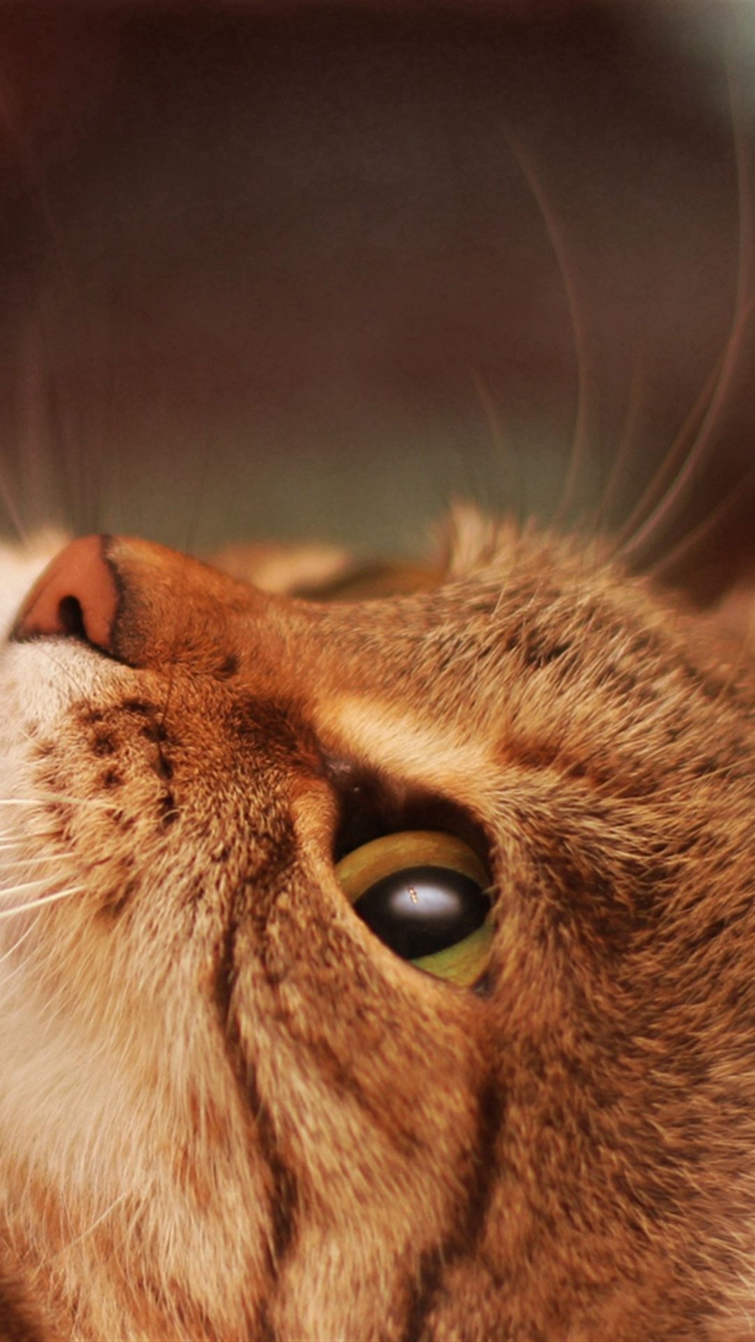 Cat Lying Cool Beautiful iPhone 4s Wallpaper
