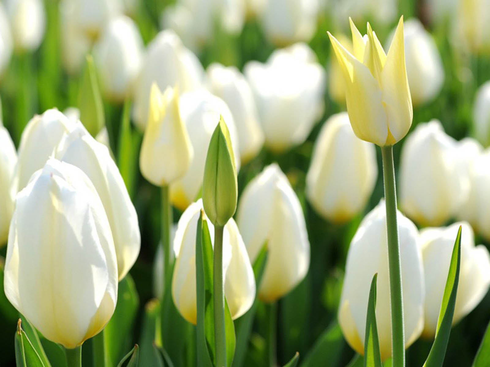 White Tulip Flowers Atoz Desktop Wallpaper