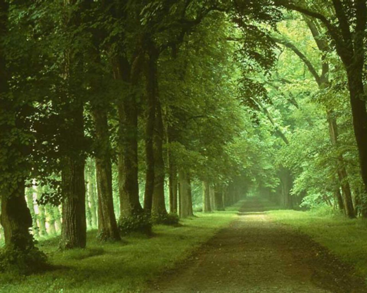 Green Forest Wallpaper