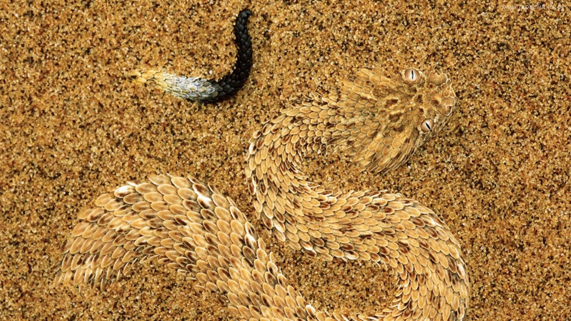 A Sidewinder Adder Camouflaged In The Sand HD Wallpaper