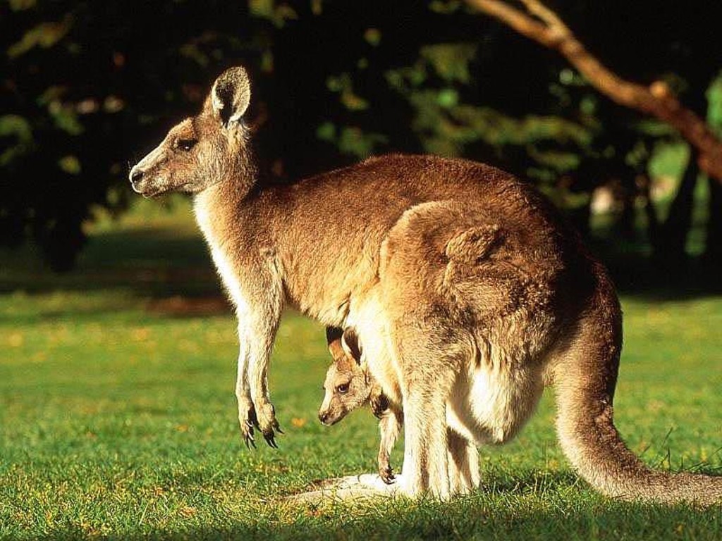 HD Wallpaper Kangaroos