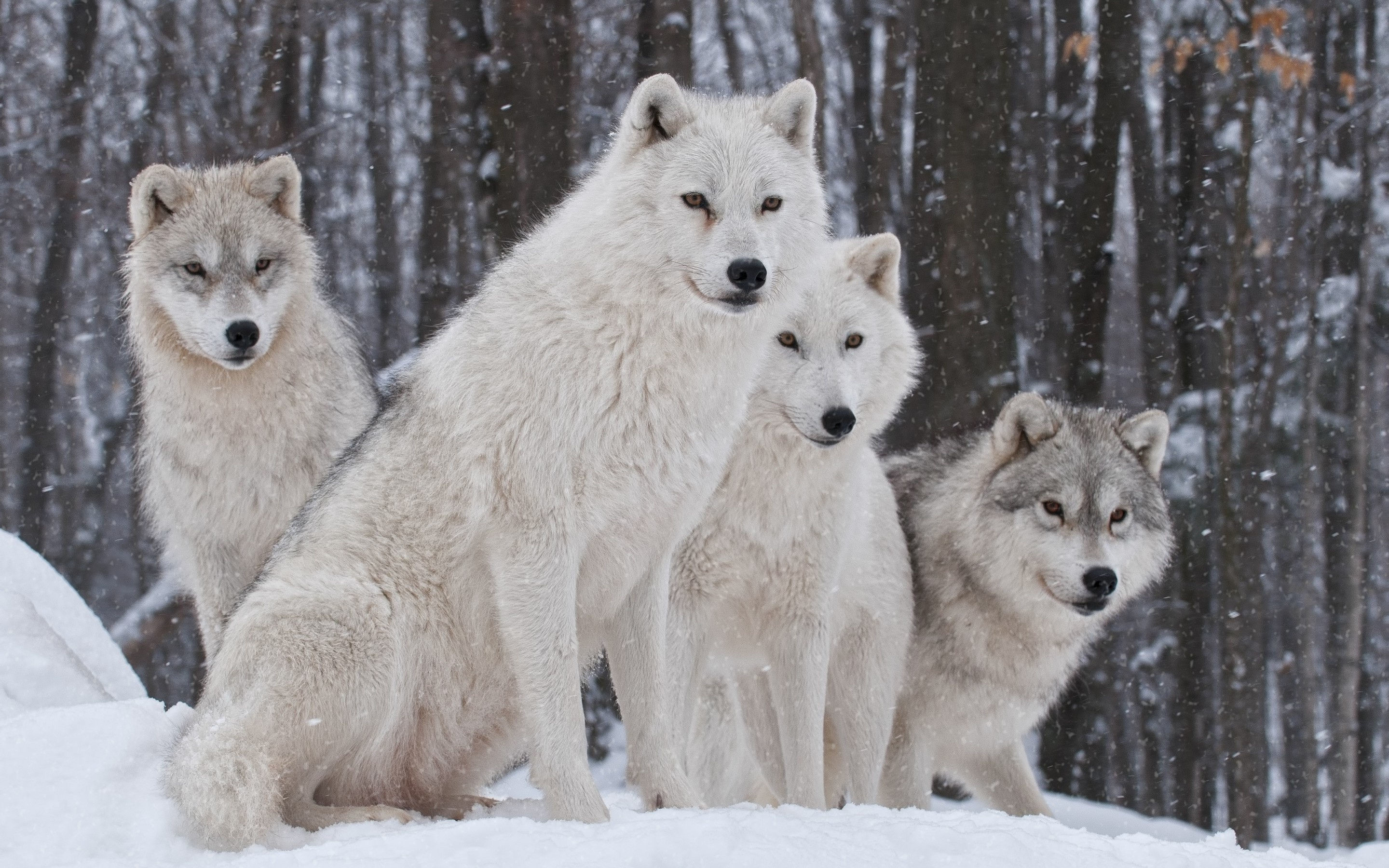 Moon Wolf Pack  Wolf pictures Animal wallpaper Wolf dog