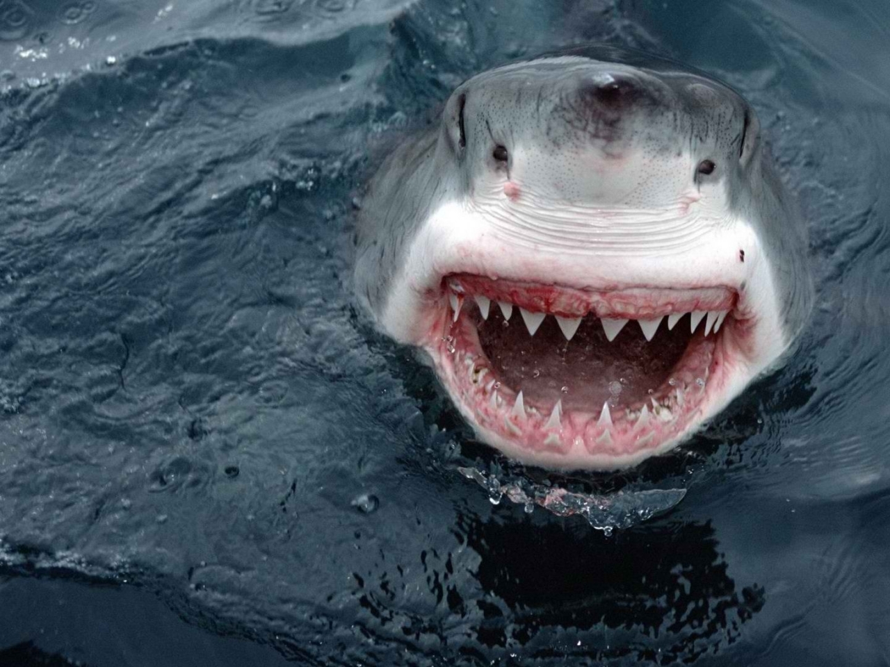 white shark mouth wallpapers white shark mouth wallpapers white shark 1280x960