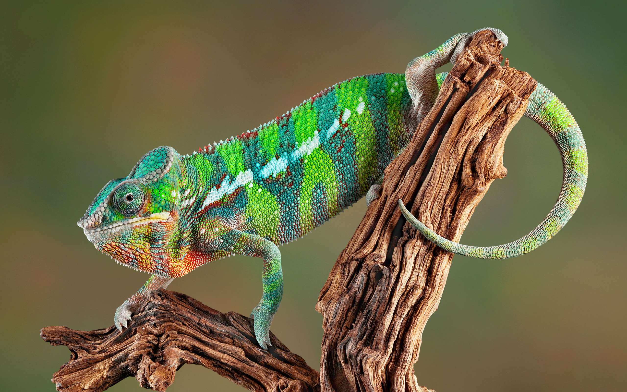 Perfect Chameleon Wallpaper HD Wallpaperlepi