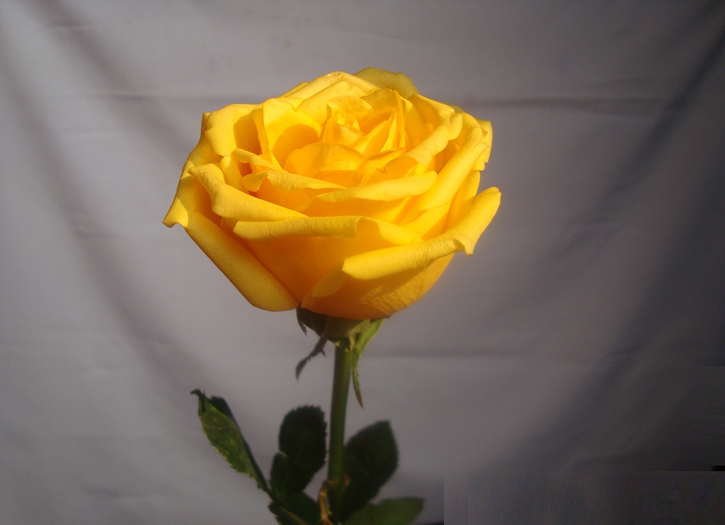 Yellow Rose Day Image For Friendship HD