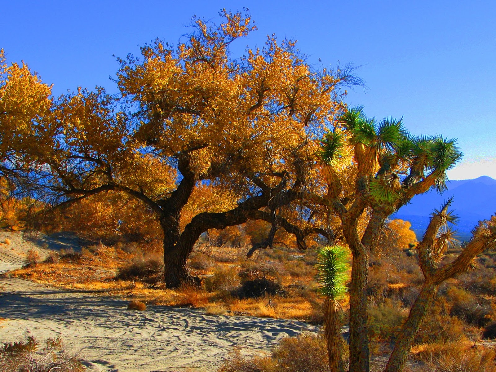 My Wallpaper Corner Joshua Tree In Tropical Forests