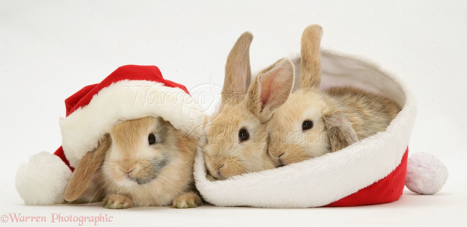 WP20518 Three sandy Lop rabbits with Father Christmas hats