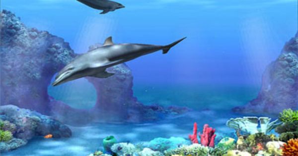 Bing Desktop 3d Moving Alive Background Change Living Dolphins