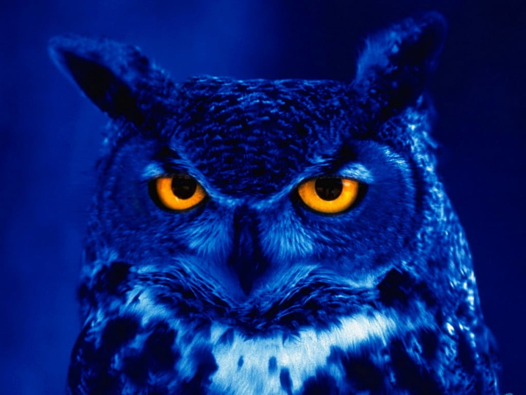 WALLPAPERS OWL