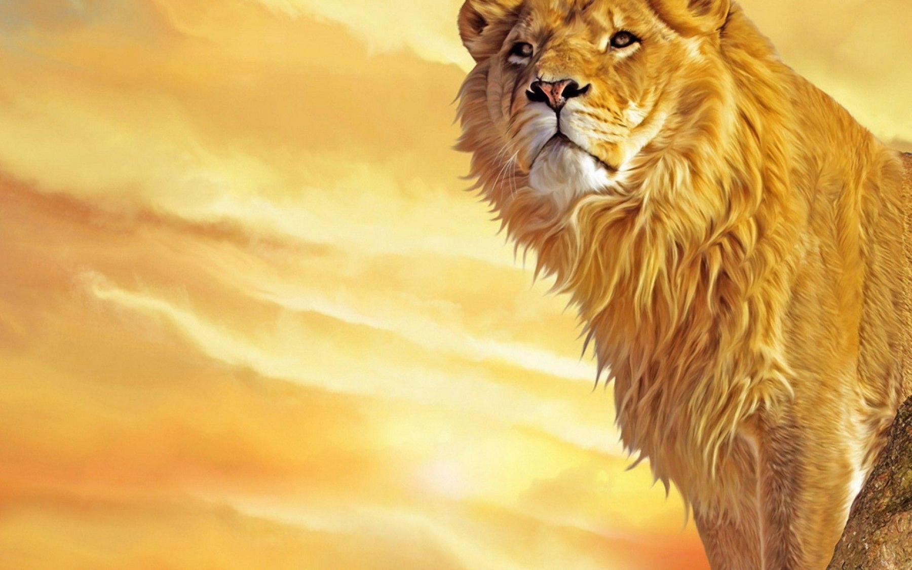 Lion HD Wallpaper Background Image Yl Puting
