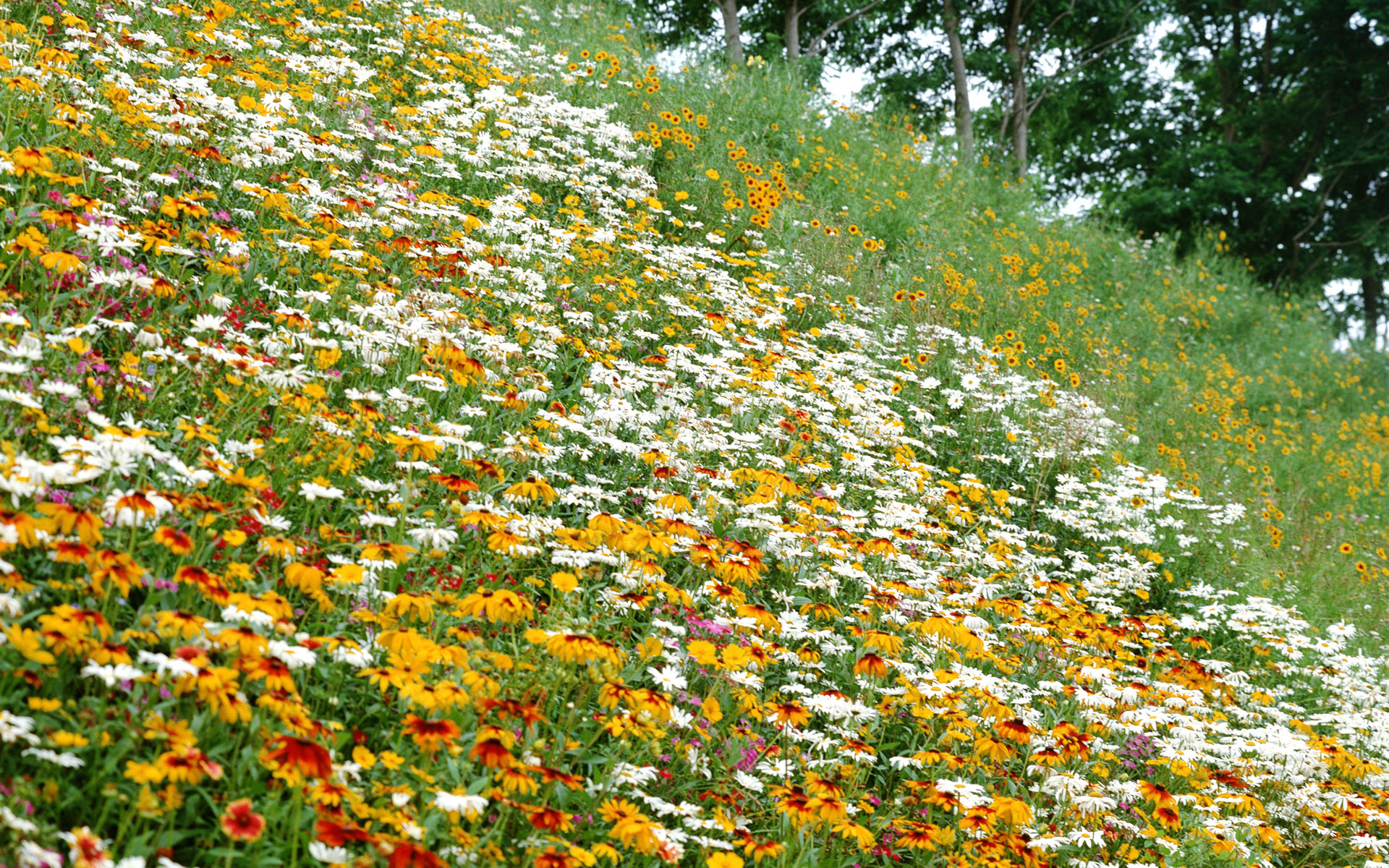 Wallpaper Flowers Summer Glade Screensavers Top