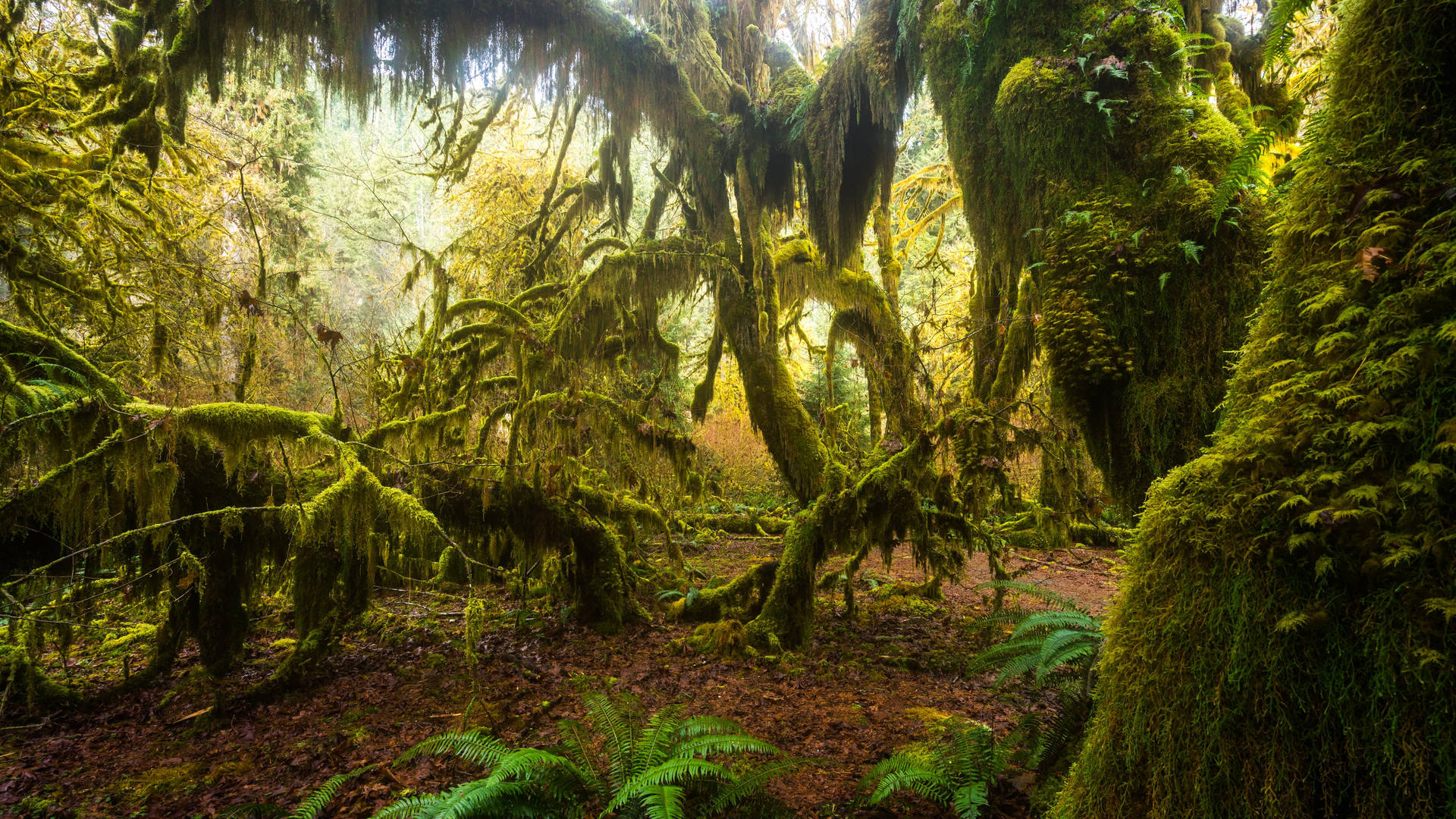 Rainforest Background Wallpaper