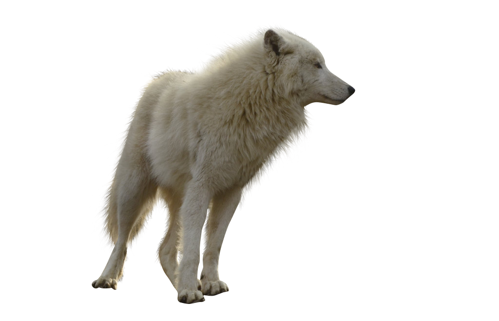 Wolf Png Transparent Image Background