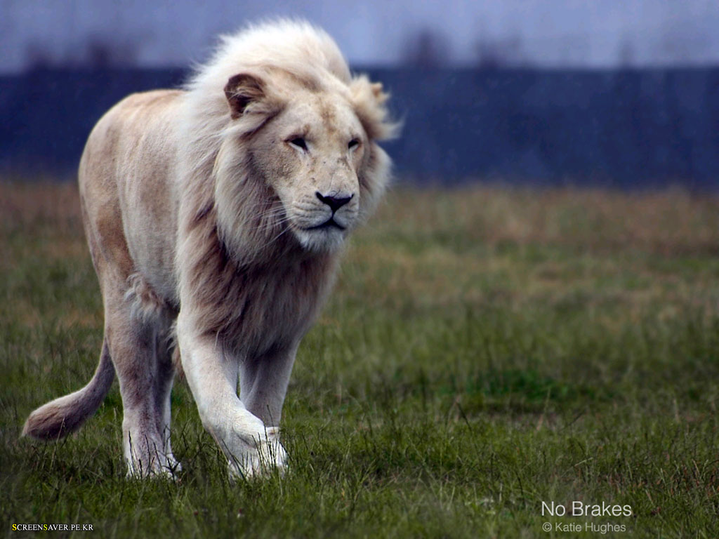 White Lion Papel De Parede Imagem