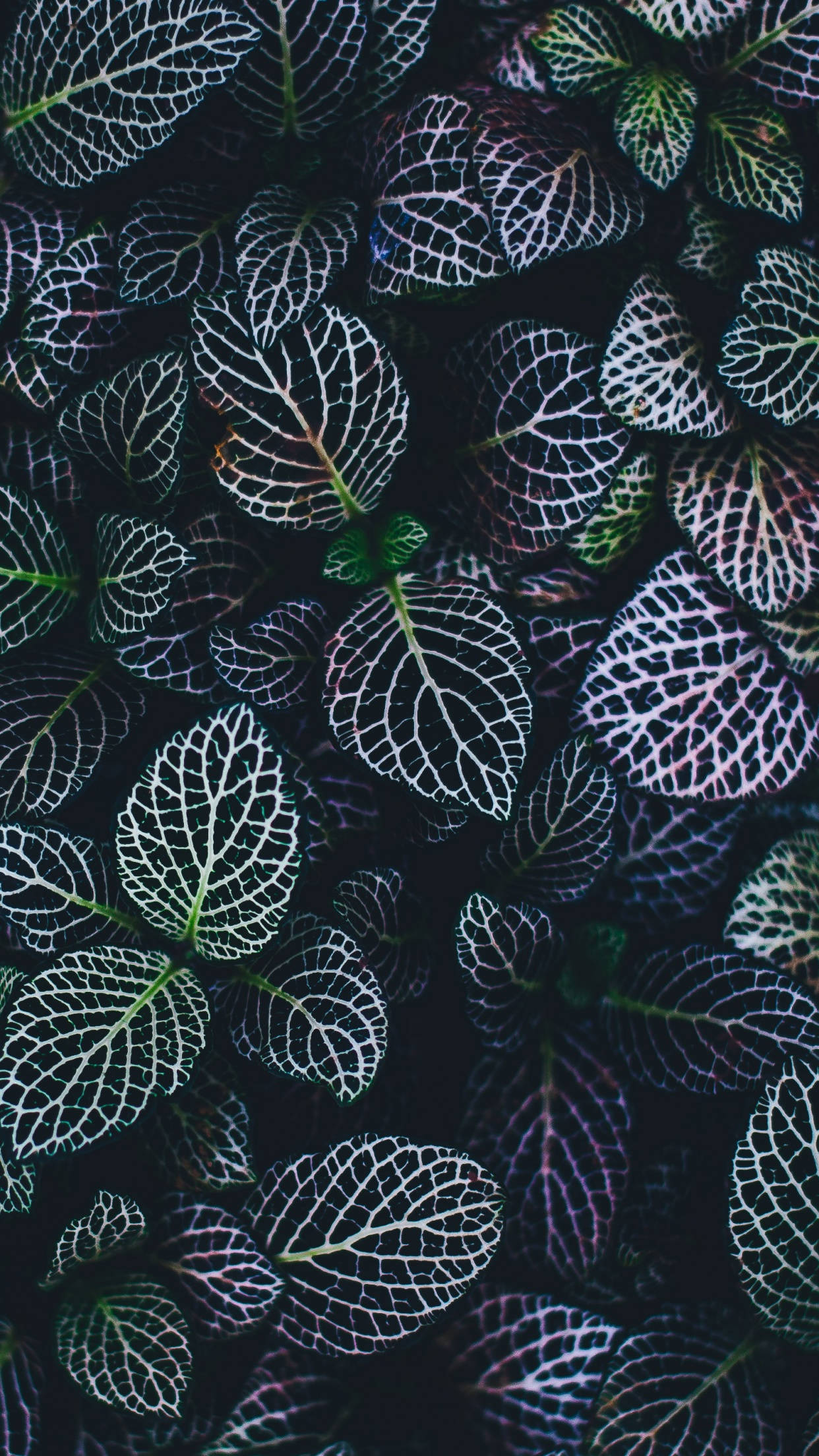 Bring Nature Indoors With A Plant iPhone Wallpaper