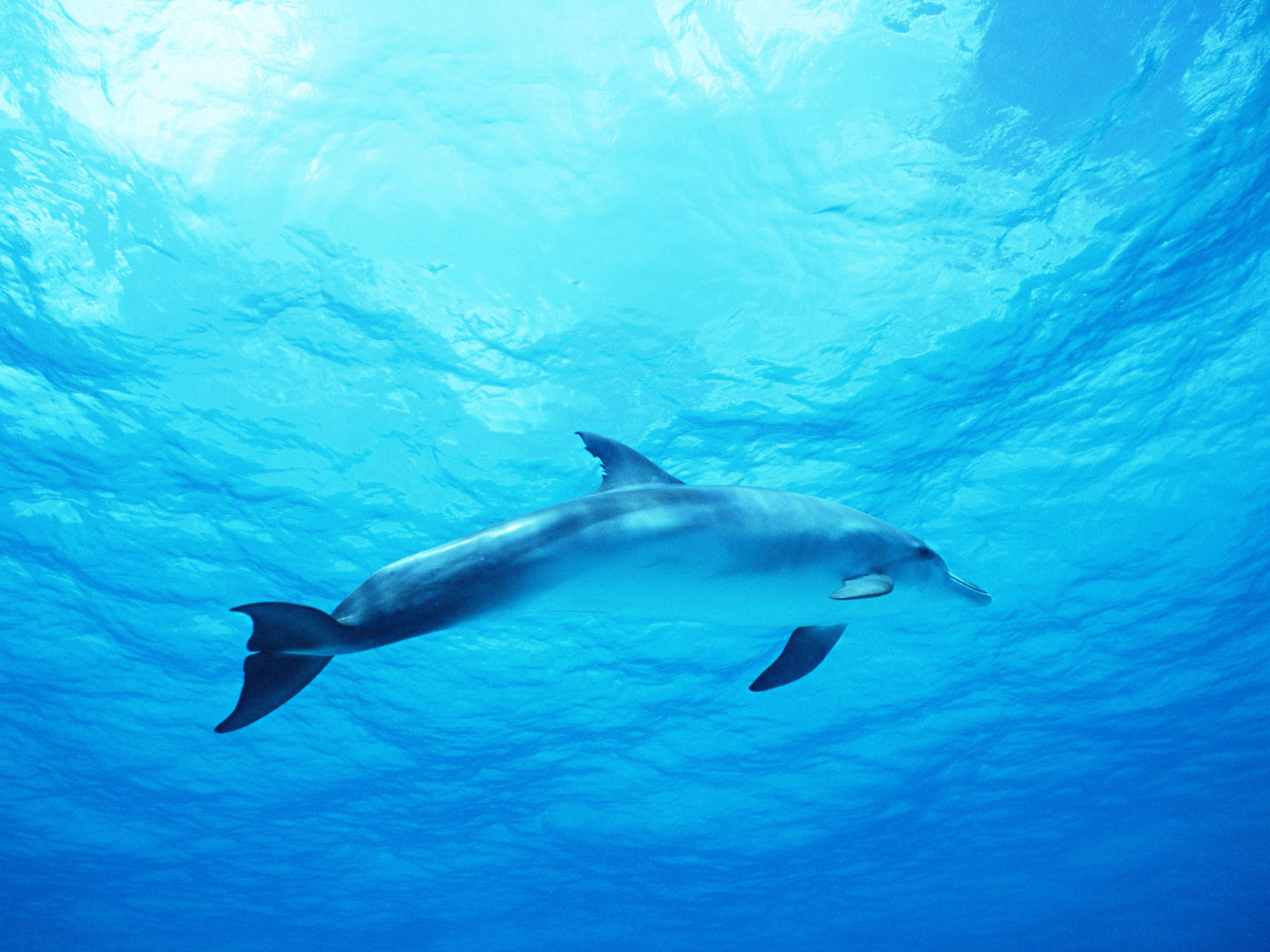Dolphin In Deep Blue Sea Wallpaper HD