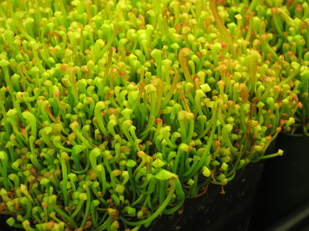 Sarracenia Seedlings Q When Should I Separate My Seedling