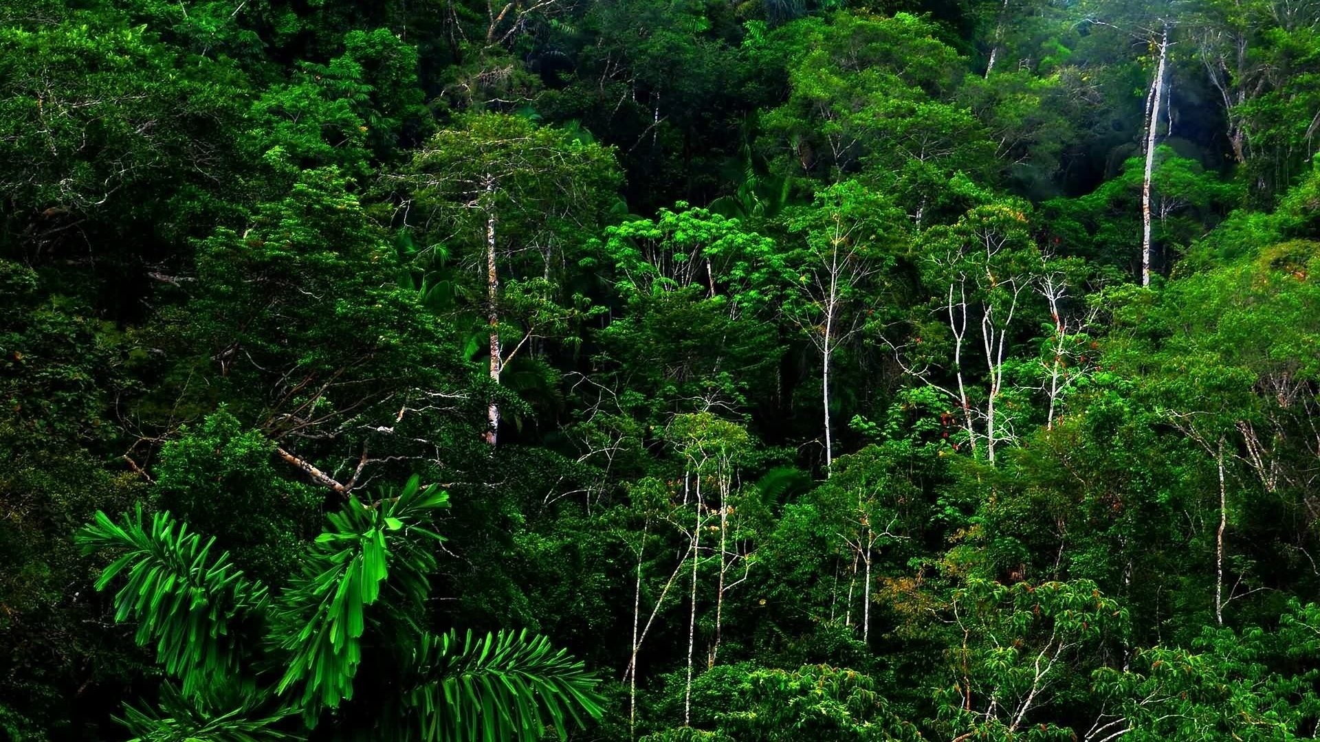 Rainforest Background Wallpaper