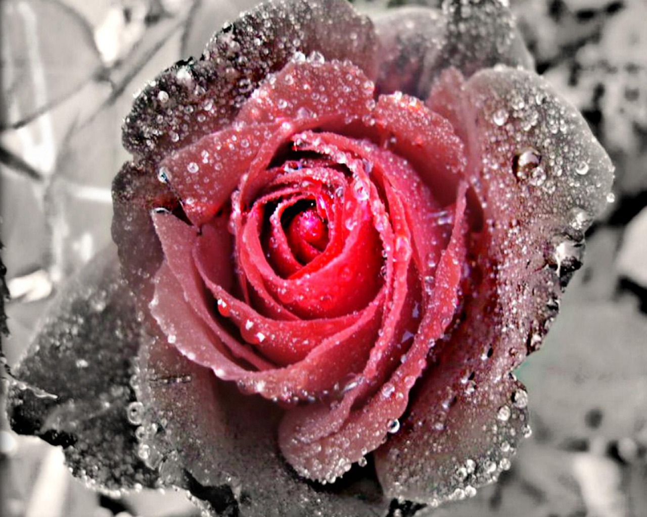 Black And White Rose Wallpaper Widescreen