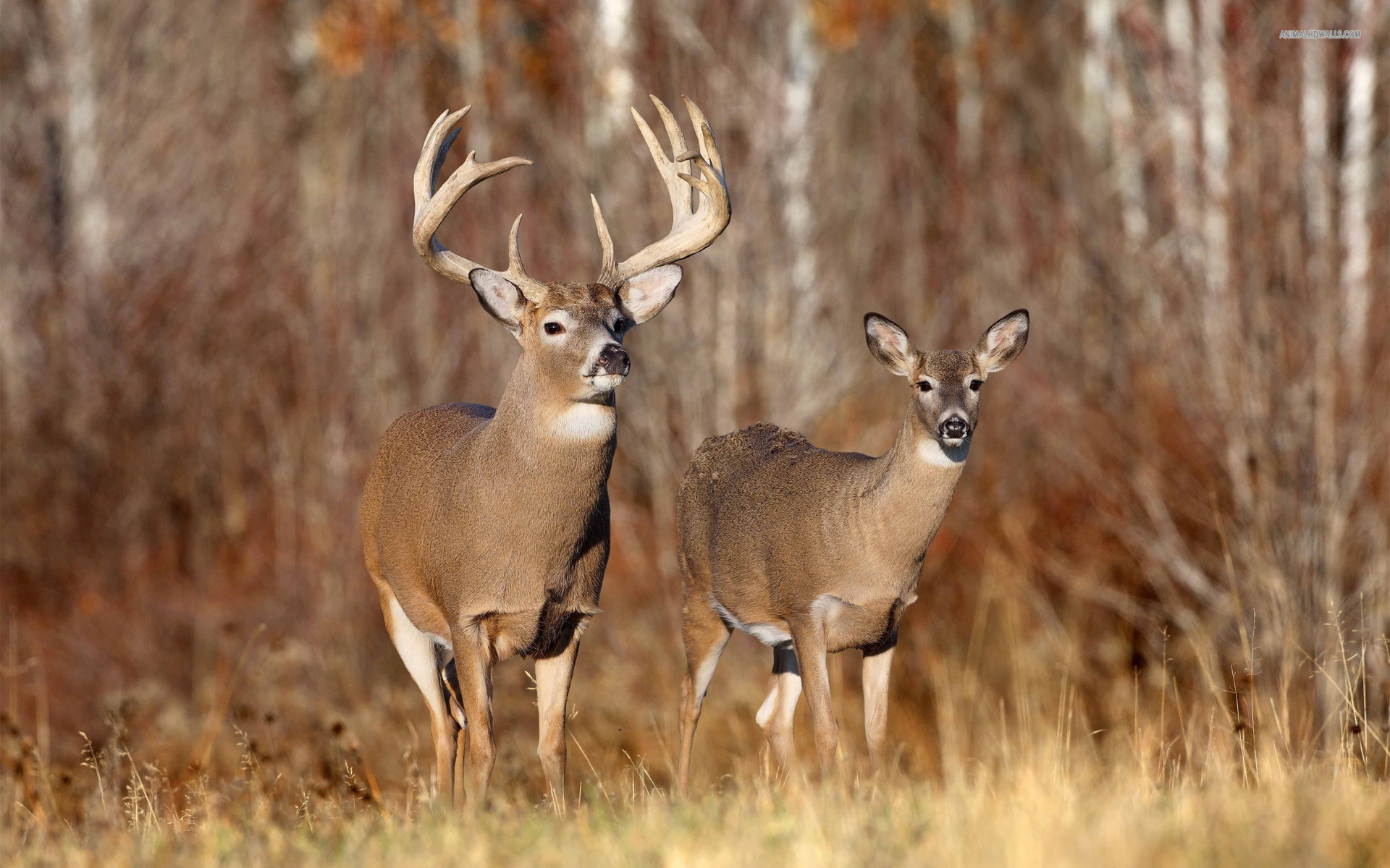 43-buck-and-doe-wallpaper-wallpapersafari