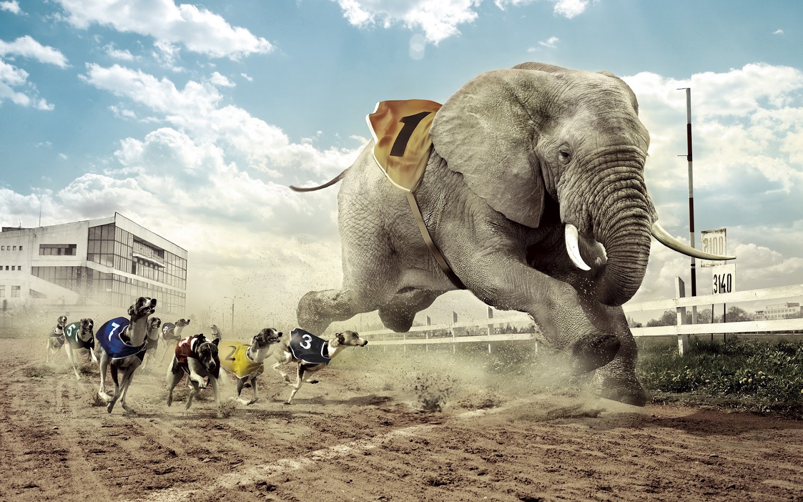 Free download Elephant Racing Photo Manipulation HD Wallpaper HD Nature  Wallpapers [1600x1000] for your Desktop, Mobile & Tablet | Explore 49+ HD  Elephant Wallpaper | Elephant Wallpaper, Elephant Desktop Background, Baby  Elephant Wallpaper