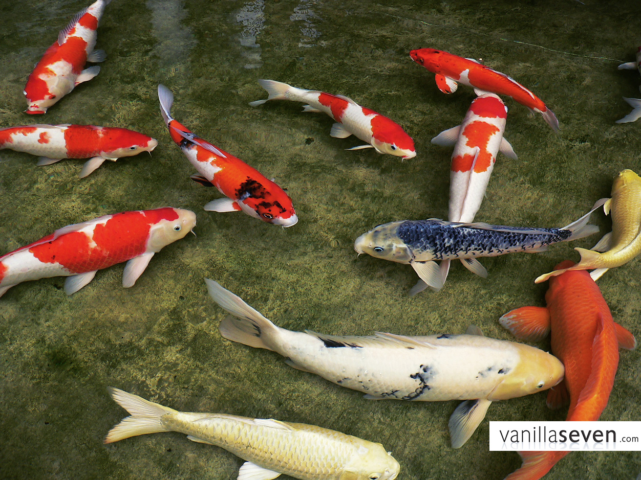 Photography Wallpaper These Koi Fish Are Very