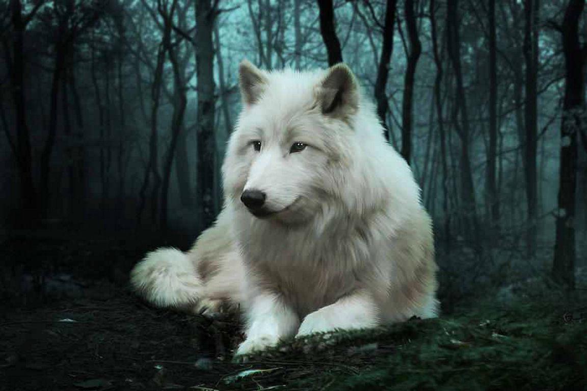 White Wolves Widescreen Wallpaper