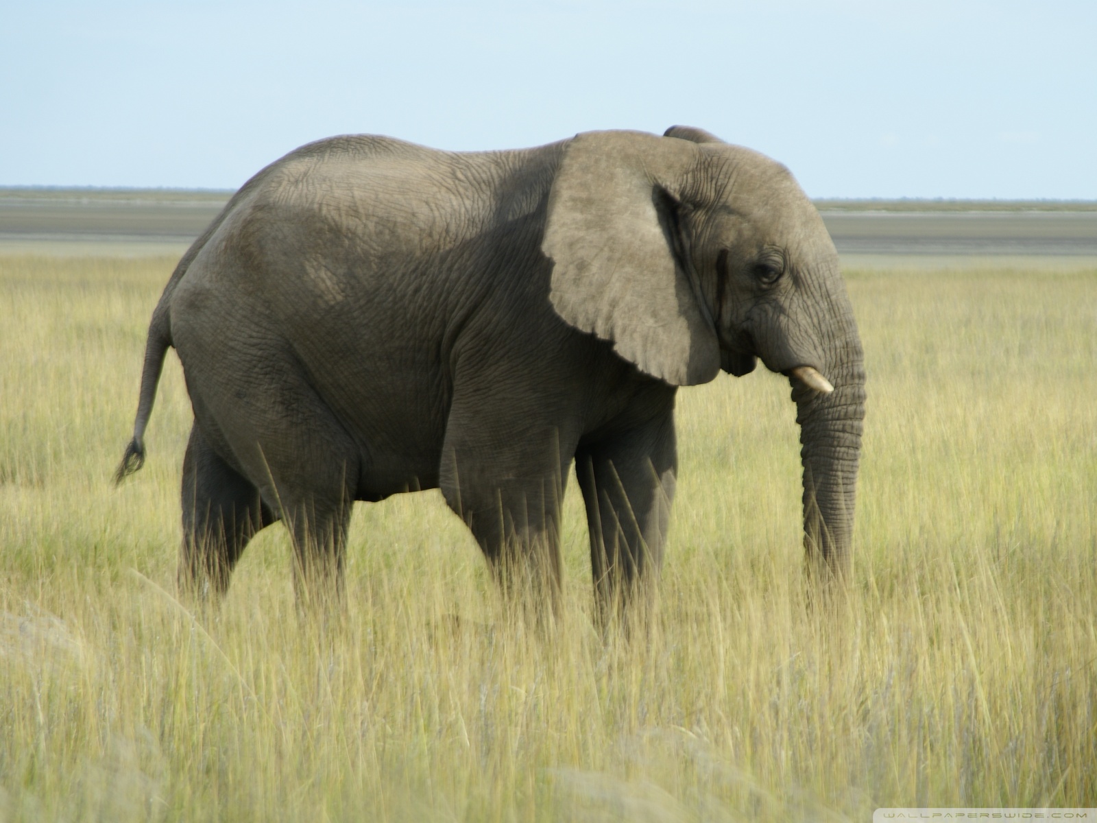 African Elephant Kb