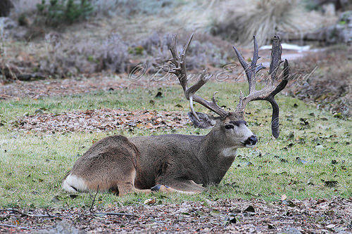 Monster Mule Deer Buck Photo Sharing