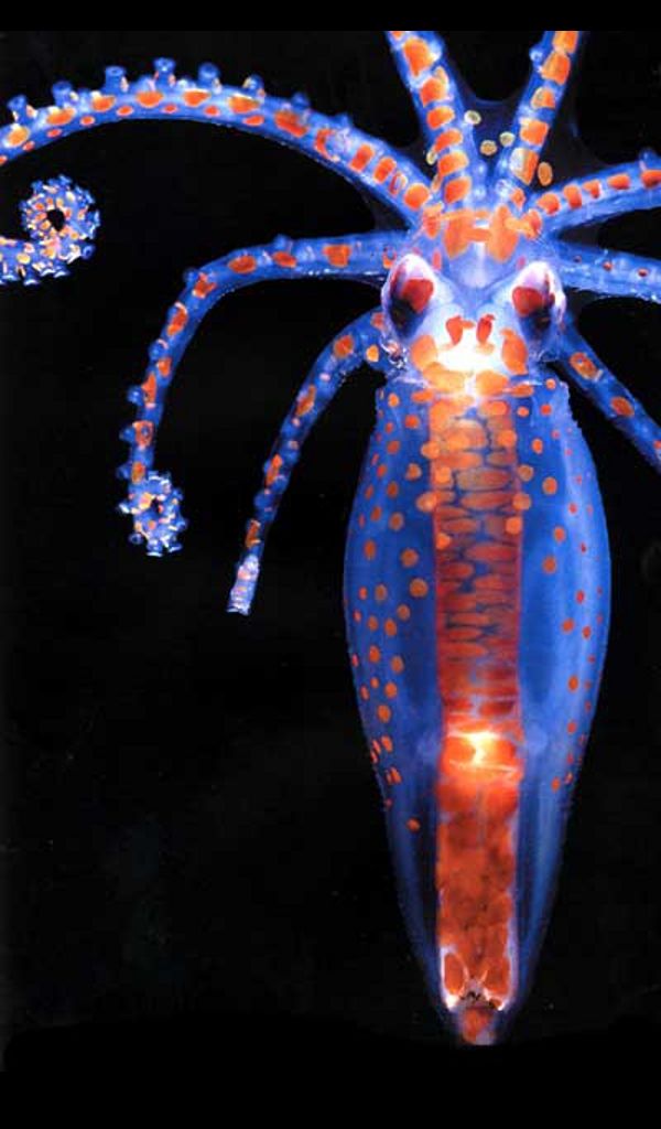 Cephalopod Planktonic Octopus Paralarva Nook Color Wallpaper